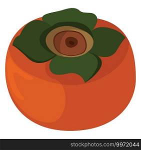 Kaki fruit, illustration, vector on white background