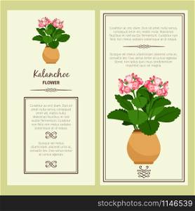Kalanchoe flower in pot vector advertising banners for shop design. Kalanchoe flower in pot banners