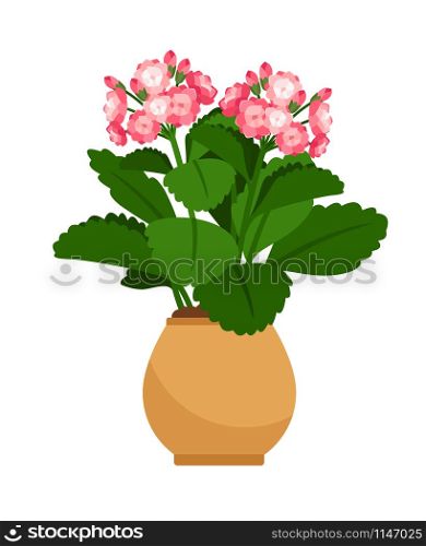 Kalanchoe house plant in flower pot, vector icon on white background. Kalanchoe house plant in flower pot