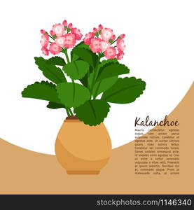 Kalanchoe indoor plant in pot banner template, vector illustration. Kalanchoe plant in pot banner