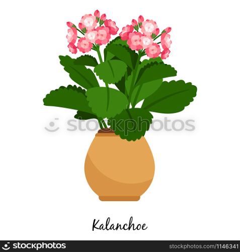 Kalanchoe plant in pot isolated on the white background, vector illustration. Kalanchoe plant in pot