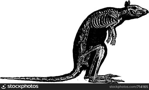 Kangaroo skeleton, vintage engraved illustration. Natural History of Animals, 1880.