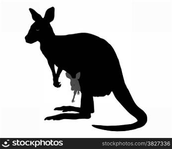 Kangaroo with baby
