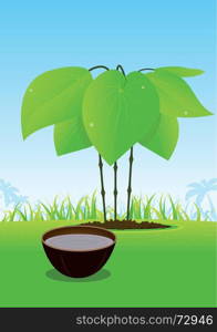 Kava Plant And Its Juice Served In Wood Bowl. Illustration of this famous exotic plant juice, made from the fluid naturally contained in its root. Kava root is usually harvested and served in a small traditional wood bowl