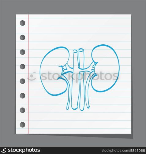 kidney anatomy medicine on paper