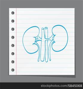kidney anatomy medicine on paper