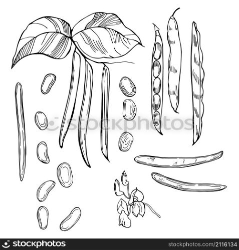 Kidney beans. Hand drawn vegetables on white background. Vector sketch illustration.. Kidney beans. Hand drawn vegetables
