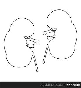 Kidney icon .