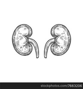 Kidneys sketch icon, urinary system isolated vector. Renal system, urology and nephrology. Human kidneys sketch icon, urinary system