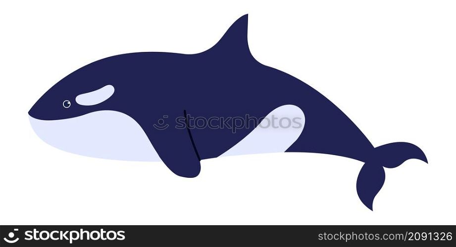 Killer whale cartoon sea character isolated on white. Vector sea cute underwater animal, orca wildlife, animal cartoon illustration. Killer whale cartoon sea character isolated on white