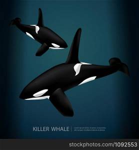 Killer Whale Under The Sea Vector Illustration