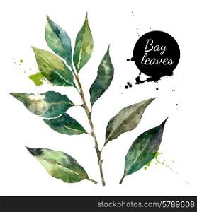 Kitchen herbs and spices banner. Vector illustration. Watercolor bay leaf