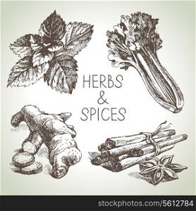 Kitchen herbs and spices. Hand drawn sketch design elements