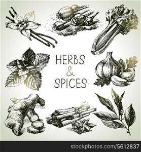 Kitchen herbs and spices. Hand drawn sketch icons