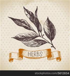 Kitchen herbs and spices. Vintage background with hand drawn sketch bay leaf