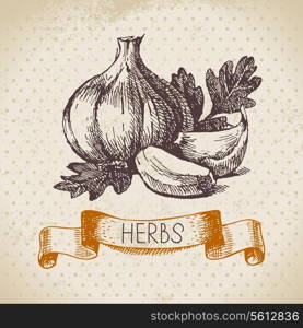 Kitchen herbs and spices. Vintage background with hand drawn sketch garlic