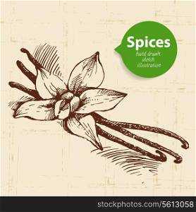 Kitchen herbs and spices. Vintage background with hand drawn sketch vanilla