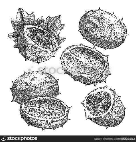 kiwano set hand drawn. sweet horned, food nature, green orange kiwano vector sketch. isolated black illustration. kiwano set sketch hand drawn vector