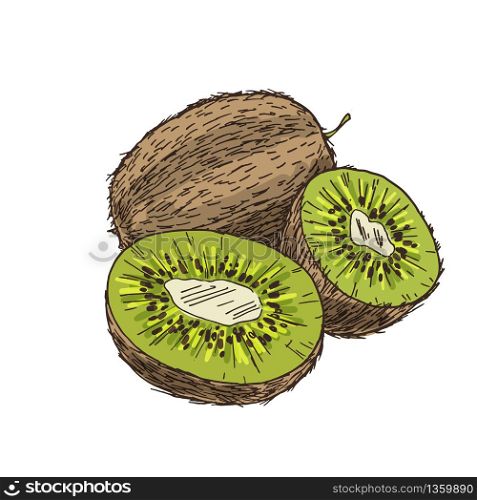 Kiwi, composition with halves of fruits. Full color realistic sketch vector illustration. Hand drawn painted illustration.
