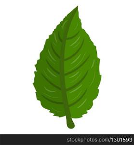 Kiwi green leaf isolated on white background. Cartoon style. Vector illustration for any design.
