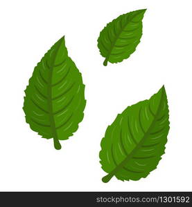 Kiwi green leaves isolated on white background. Cartoon style. Vector illustration for any design.