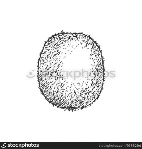 Kiwi tropical fruit sketch. Vector isolated organic whole exotic kiwi fruit. Kiwi tropical fruit isolated sketch