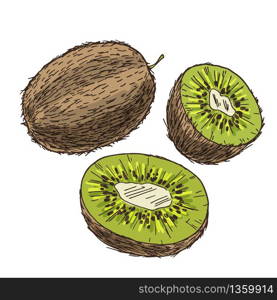 Kiwi with halves of fruits. Full color realistic sketch vector illustration. Hand drawn painted illustration.