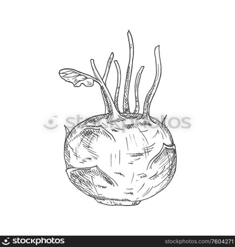 Kohlrabi cabbage isolated sketch. Vector vegetable, whole monochrome kohlrabi. Kohlrabi cabbage isolated monochrome sketch icon