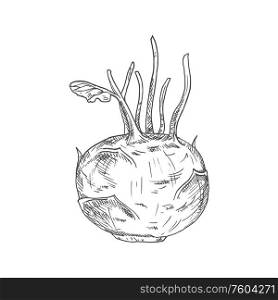 Kohlrabi cabbage isolated sketch. Vector vegetable, whole monochrome kohlrabi. Kohlrabi cabbage isolated monochrome sketch icon