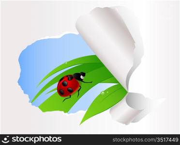 ladybird sitting on green grass on the ripped paper background