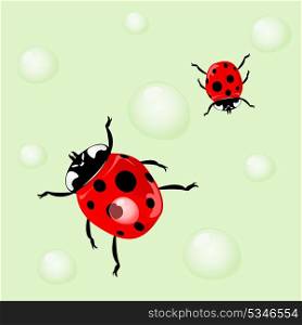 Ladybird3. Ladybird and water drops. A vector illustration
