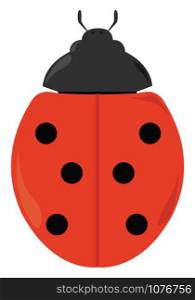 Ladybug, illustration, vector on white background.
