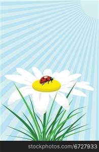 Ladybug sitting on the chamomile against blue background.