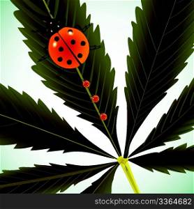 ladybugs on cannabis leaf, abstract vector art illustration; image contains clipping mask and transparency