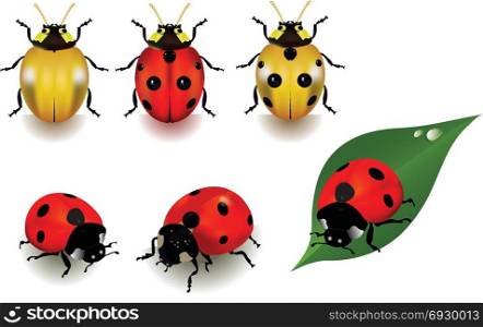 Ladybugs over white background. Vector illustration
