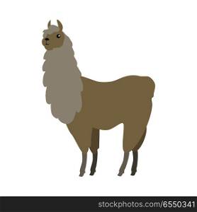 Lama flat style vector. Wild and domesticated animal. South America fauna species. For nature concepts, children s books illustrating, printing materials. Isolated on white background. Lama Vector Illustration in Flat Design. Lama Vector Illustration in Flat Design