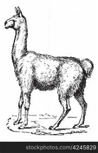 Lama, vintage engraved illustration. Dictionary of words and things - Larive and Fleury - 1895.