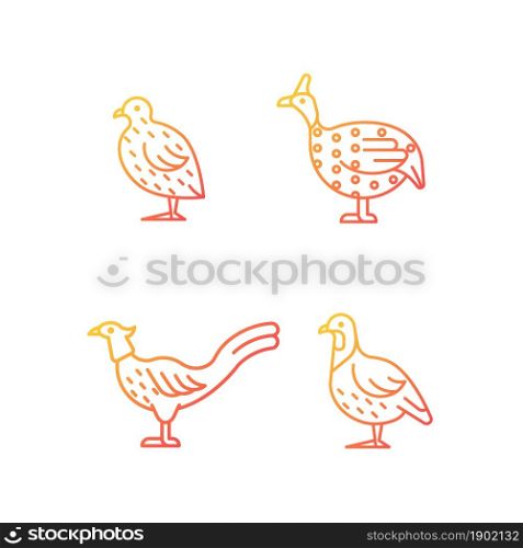 Landfowl gradient linear vector icons set. Japanese quail. Pheasant family. Guinea fowl. Commercial poultry farming. Thin line contour symbols bundle. Isolated outline illustrations collection. Landfowl gradient linear vector icons set