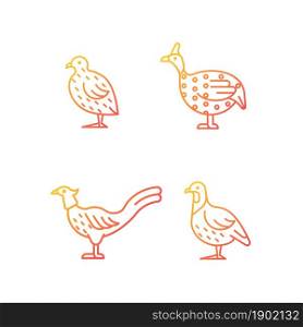 Landfowl gradient linear vector icons set. Japanese quail. Pheasant family. Guinea fowl. Commercial poultry farming. Thin line contour symbols bundle. Isolated outline illustrations collection. Landfowl gradient linear vector icons set