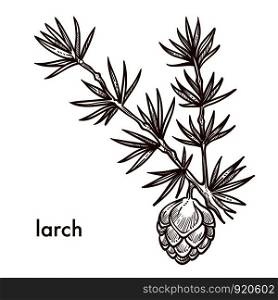Larch branch of plant with needles and leaves cone vector. Monochrome sketch outline isolated icon of plant growing in forests and woods. Natural flora vegetation and biodiversity, nature tree. Larch branch of plant with needles and leaves cone