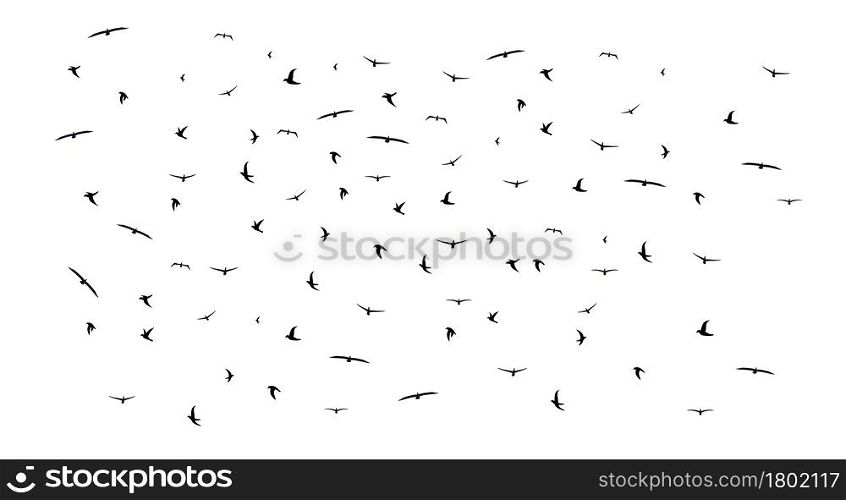 Large black flying birds flock silhouette. Flat vector illustration isolated on white background.. Large black flying birds flock silhouette. Flat vector illustration isolated on white