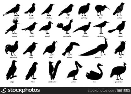 Large Collection of black silhouettes of different birds