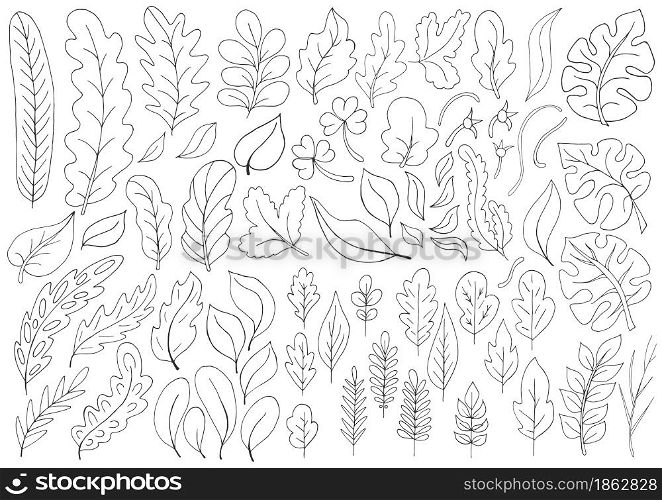 Large collection of monochrome leaves. Vector elements for your design. Leaves of monstera, trees, flowers. Set of vector illustrations in hand draw style. Floral illustration in hand draw style