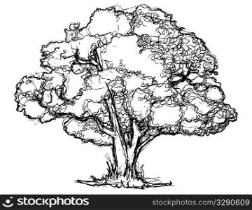 Large hand drawn tree.