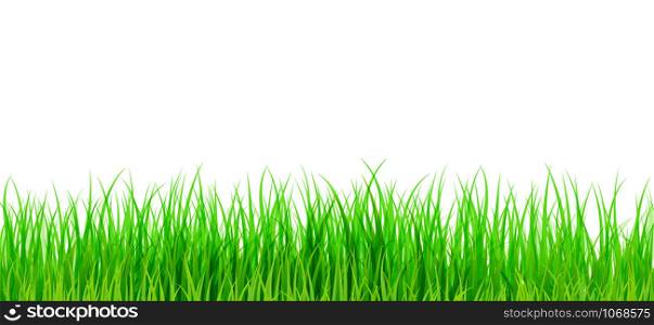 Large set of fresh green spring grass borders in lengths and densities for use as design elements isolated on Transparent background. Vector illustrations