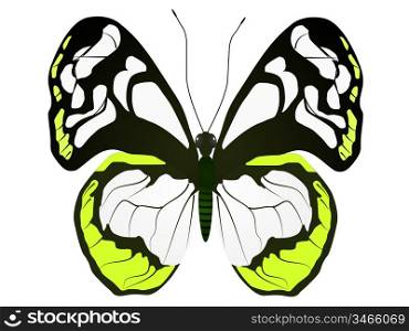 Large white butterfly on a white background
