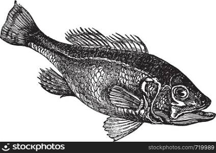 Largemouth bass (Micropterus salmoides) or widemouth bass or bigmouth or black bass or bucketmouth vintage engraving. Old engraved illustration of freshwater largemouth bass fish.