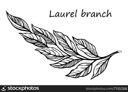 Laurel branch sketch vector