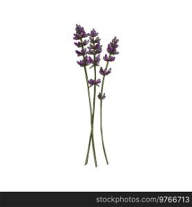 Lavandula plant isolated kitchen herb sketch. Vector lavender purple flowers with bracts, flowering plant, organic culinary herb. Scented violet buds used in medicine culinary and cosmetics, Lamiaceae. Lavender purple flower isolated culinary herb