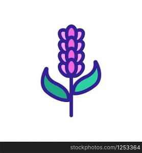 Lavender flower icon vector. Thin line sign. Isolated contour symbol illustration. Lavender flower icon vector. Isolated contour symbol illustration